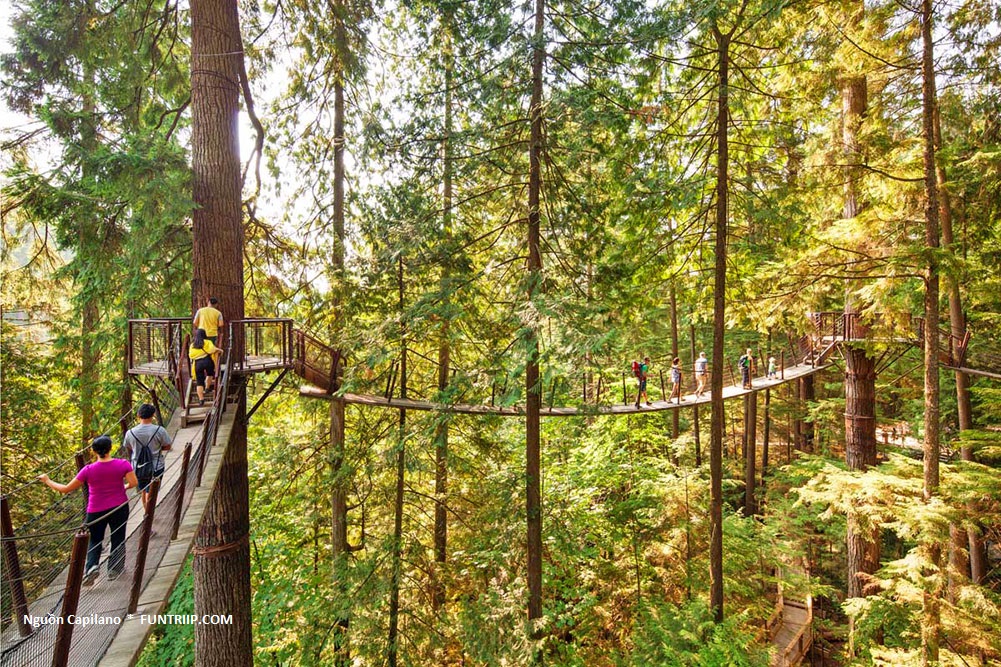 Bạn có thể đi trên 7 đoạn đoạn cầu treo giữa rừng cây thông Douglas tuyệt đẹp cao đến 33 m.