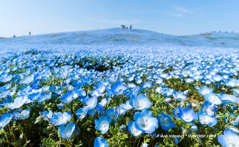 Cao chừng 25cm, Nemophila có hình dáng tuyệt đẹp, với những sắc hoa khác nhau từ xanh đến tím. Đứng giữa những đồi hoa của 4.5 triệu bông hoa mắt xanh, cảm giác như đang hòa mình giữa đại dương xanh mênh mông.