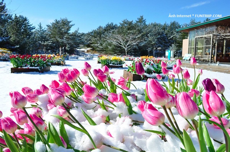 Ngàn đóa hoa tulip muôn màu sắc đã làm tan chảy không khí lạnh giá ở nơi đây. Bằng các biện pháp nhân tạo, những hạt giống hoa đã được bảo quản lạnh đến tháng 11 và được trồng ngoài môi trường tự nhiên sau đó nhằm phục vụ cho nhu cầu thưởng hoa vào dịp Giáng sinh.