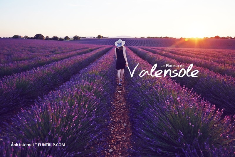 Cánh đồng hoa oải hương ở Valensole có thể nói là lớn nhất, nổi tiếng nhất tại Provence.